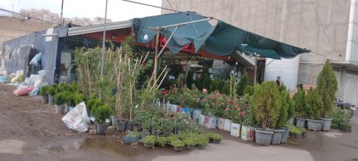 عکس گل و گیاه نجمه