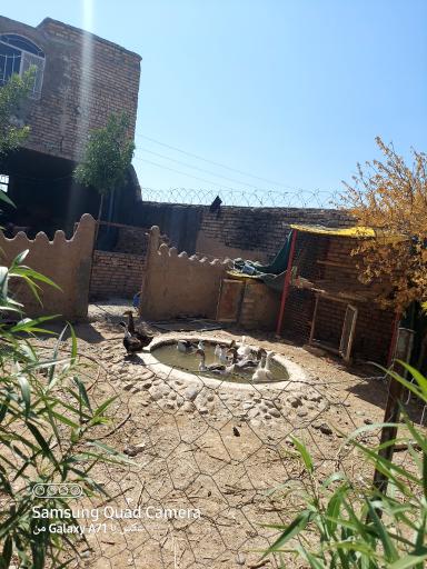 عکس پرورش طیور برکت