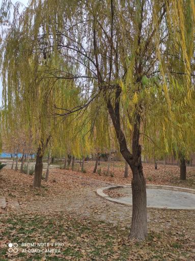 عکس پارک بانوان