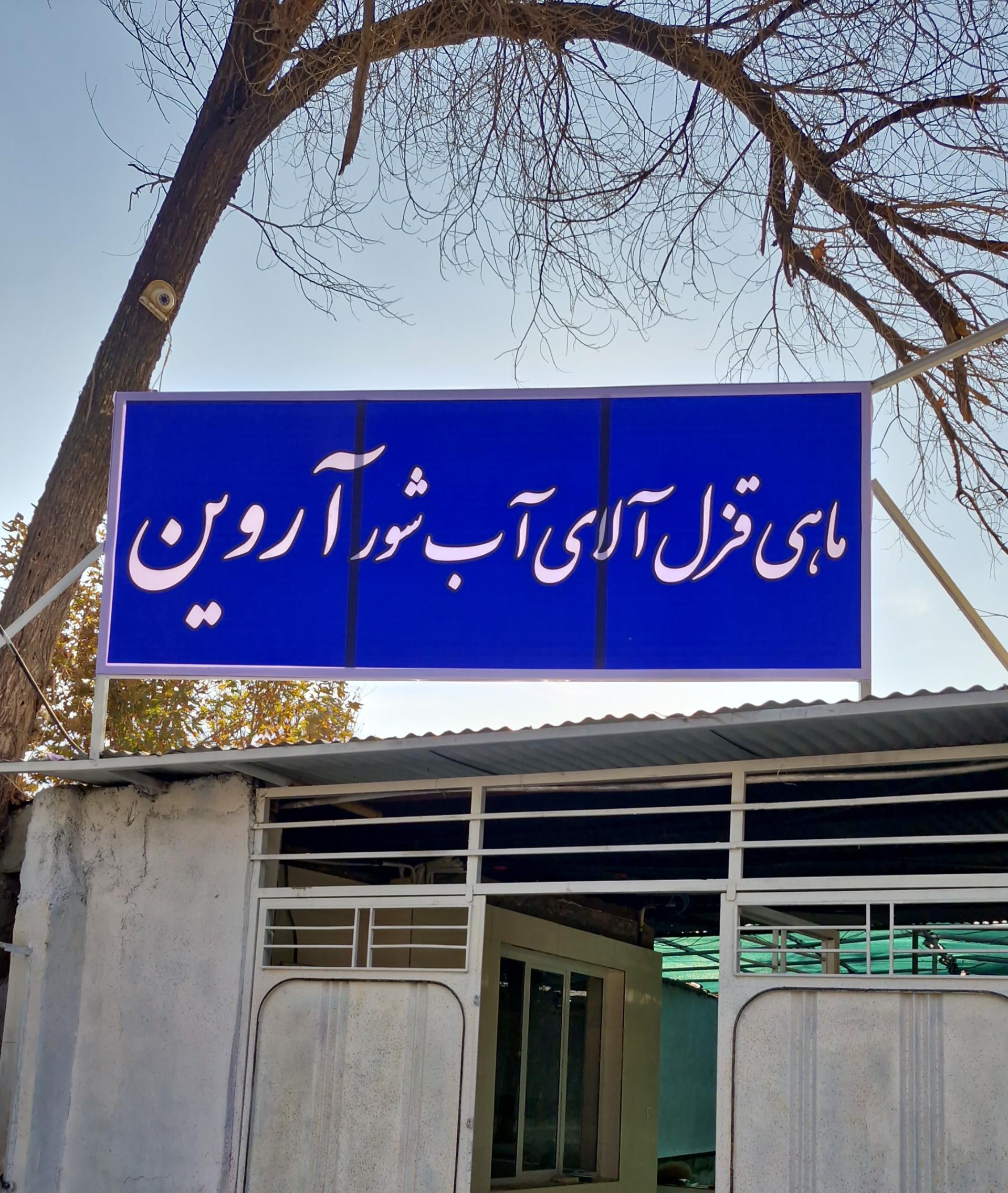 عکس ماهی قزل آلای زنده آروین