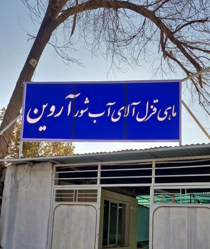 عکس ماهی قزل آلای زنده آروین