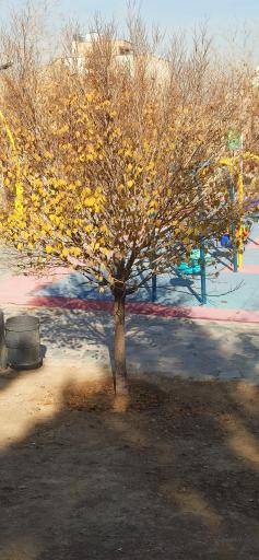 عکس پارک پردیس