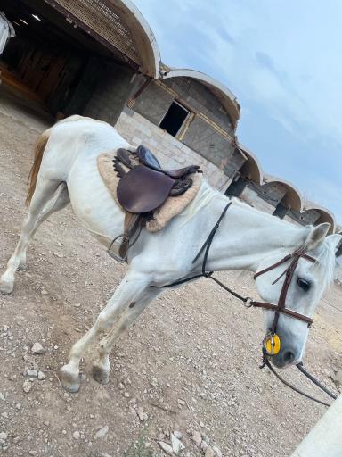 عکس سوارکاری دلاریس