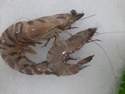 عکس فروشگاه ماهی رستگار