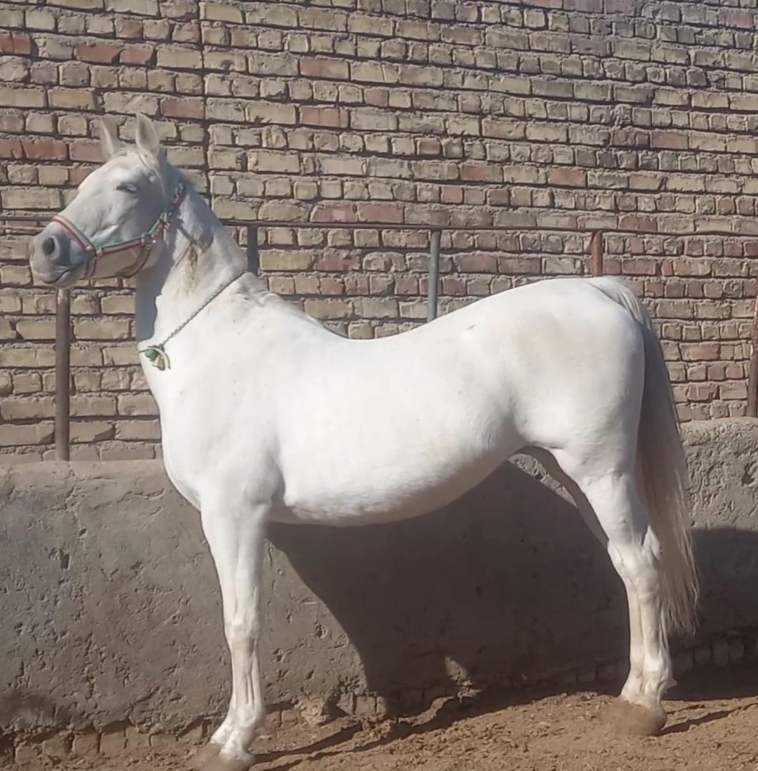 عکس مجموعه تولید و پرورش اسب خرم سلطان