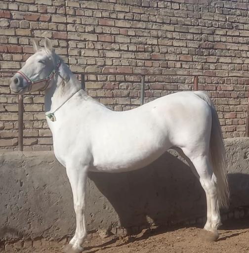 عکس مجموعه تولید و پرورش اسب خرم سلطان