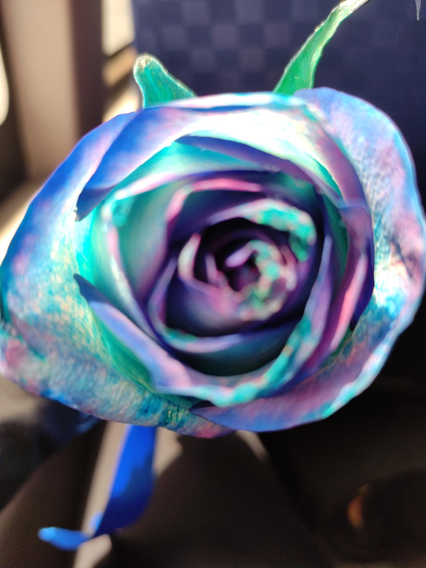 عکس گلسرای رز