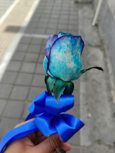 عکس گلسرای رز