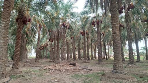 عکس میثم آباد