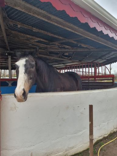 عکس باشگاه سوارکاری تکتاز