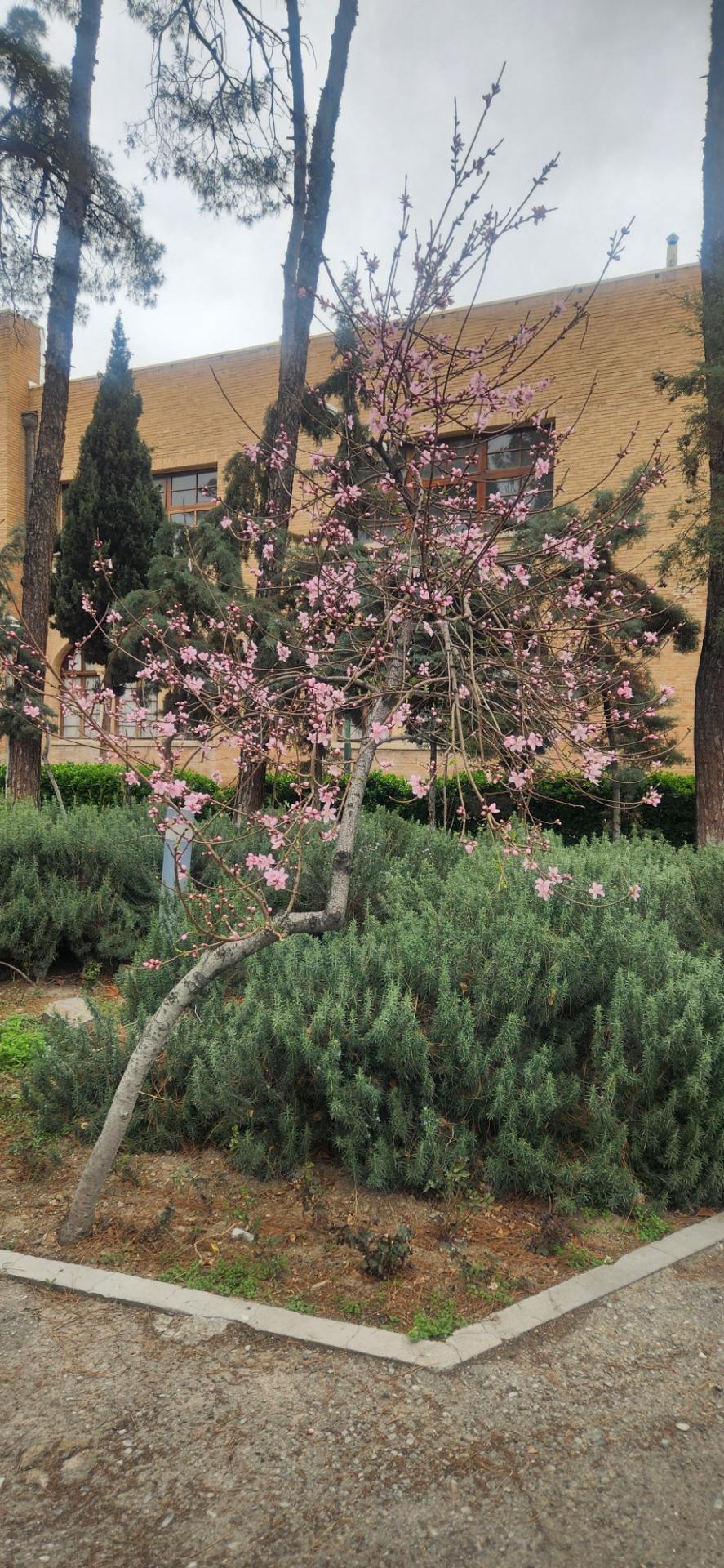 عکس پژوهشکده پلاسما