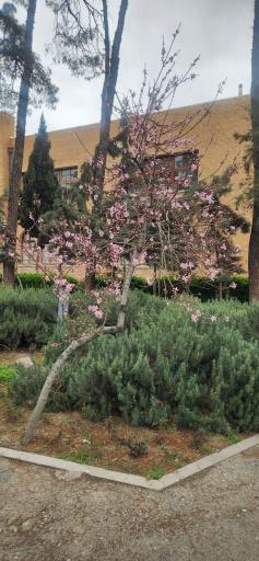 عکس پژوهشکده پلاسما