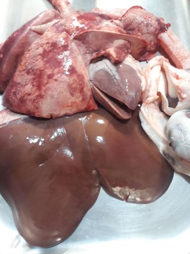 عکس پروتیئنی هوشنگ رجبی