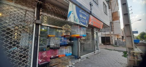 عکس پرنده سرای علی بابا