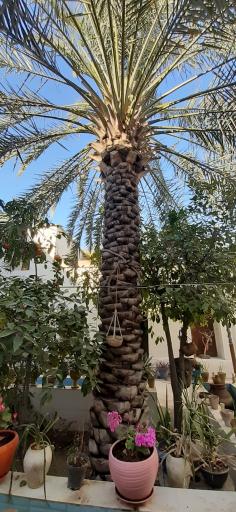 عکس اقامتگاه بومگردی سرای تاریخی بهروزیان