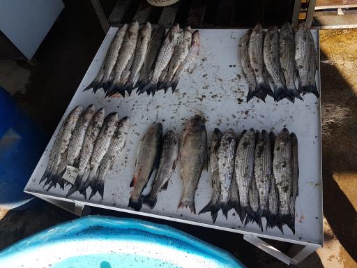 عکس بازارچه ماهی ماهان