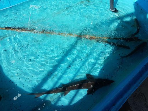 عکس بازارچه ماهی ماهان