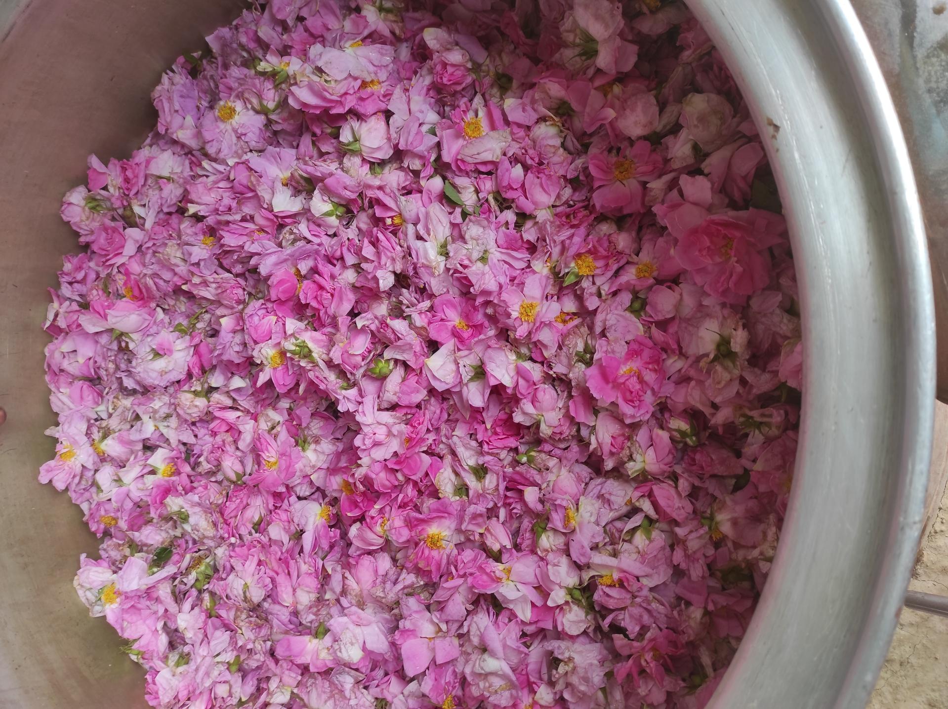 عکس گلابگیری مرغوب و نیکو