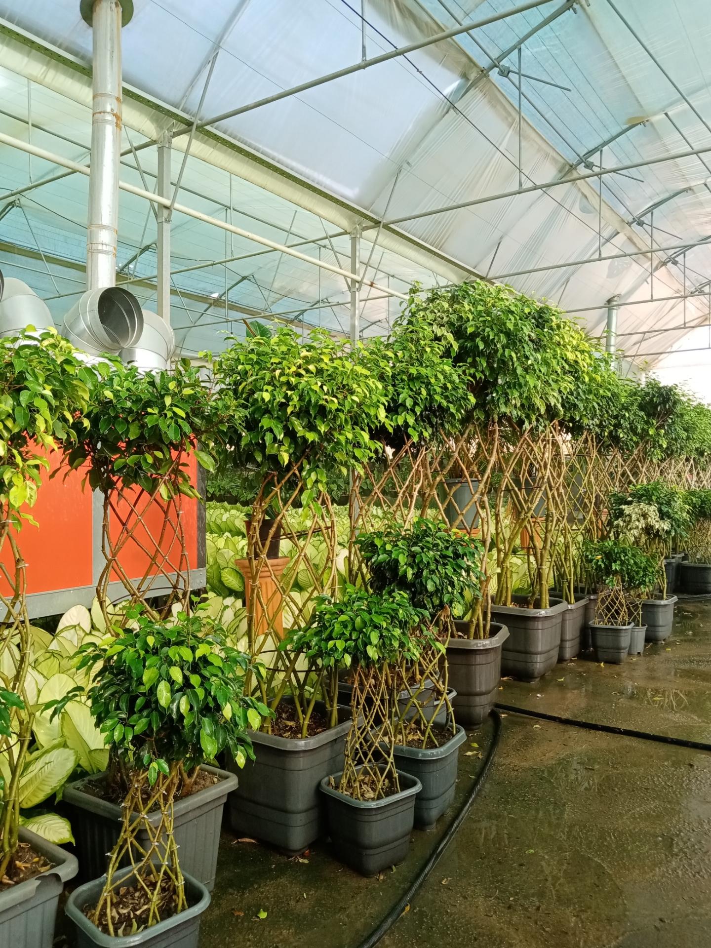 عکس گلخانه گل و گیاه زینتی  گل من