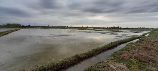 عکس شالیزارهای آتشگاه