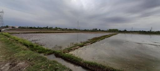 عکس شالیزارهای آتشگاه