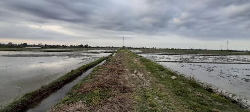 عکس شالیزارهای آتشگاه