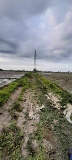 عکس شالیزارهای آتشگاه