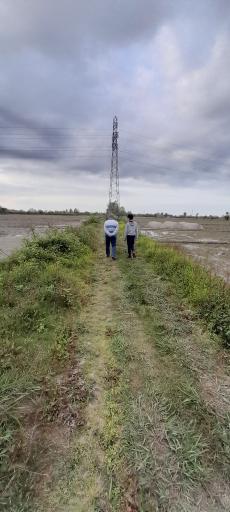 عکس شالیزارهای آتشگاه