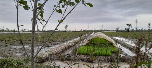 عکس شالیزارهای آتشگاه