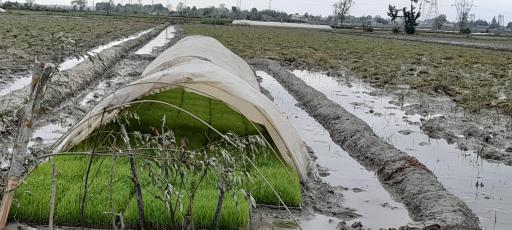 عکس شالیزارهای آتشگاه