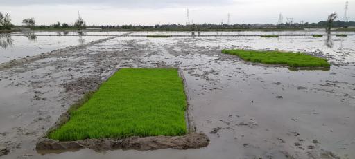 عکس شالیزارهای آتشگاه