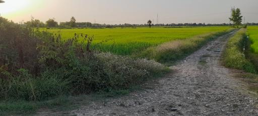 عکس شالیزارهای آتشگاه