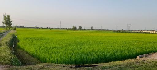 عکس شالیزارهای آتشگاه