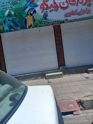 عکس دنیای پرندگان چیکو