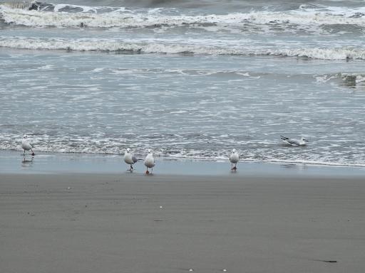 عکس اسکله سنگی ساحل نور