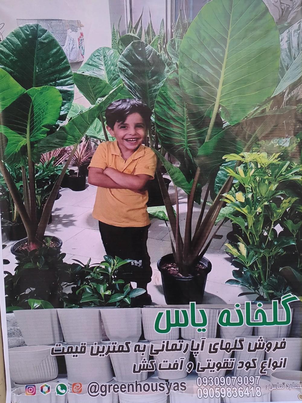 عکس گلخانه یاس