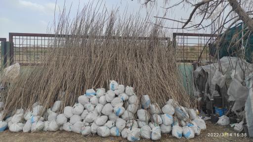 عکس نهال استان