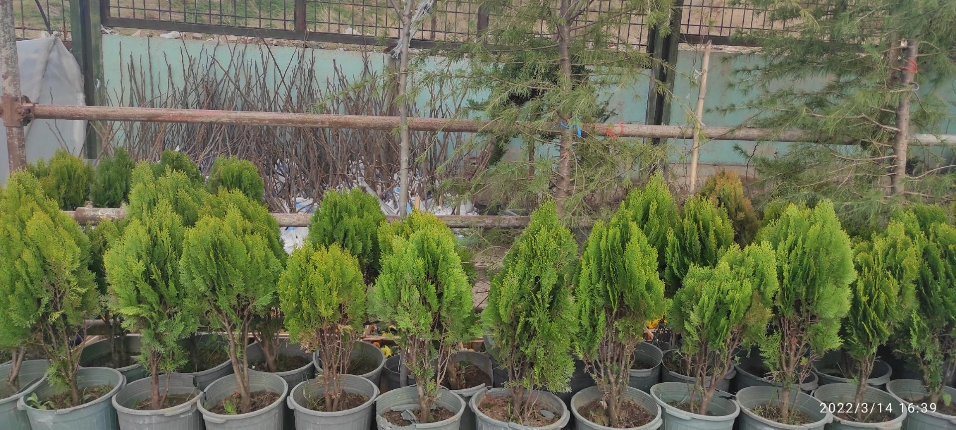 عکس نهال استان