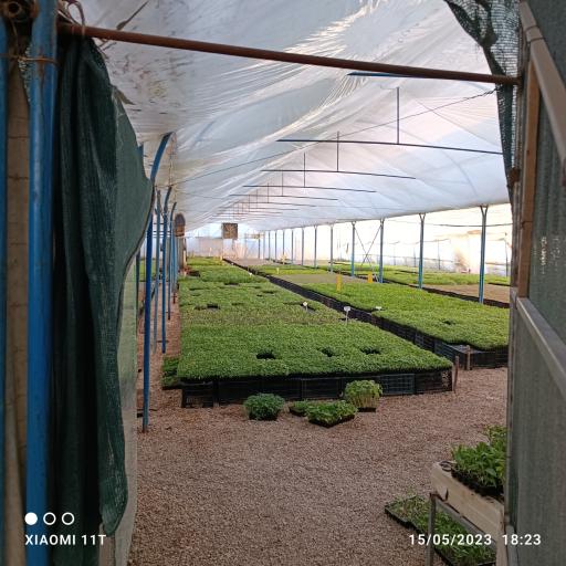 عکس گلخانه ذوالفقاری