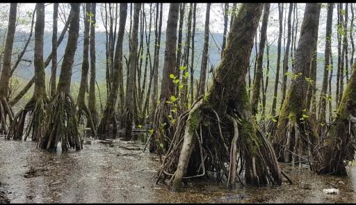 عکس دریاچه ارواح (دریاچه دشت ممرز)