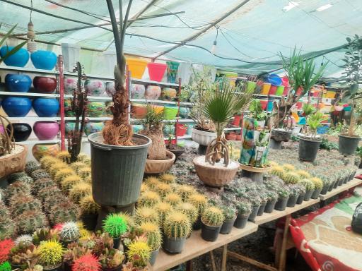 عکس گلسرای دشت بهشت