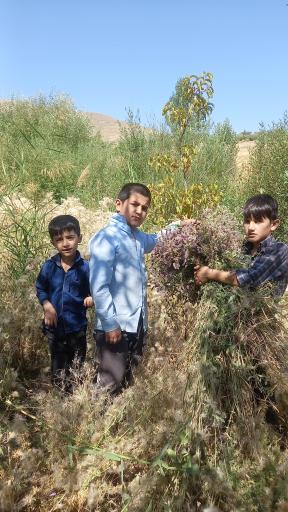 عکس کمری
