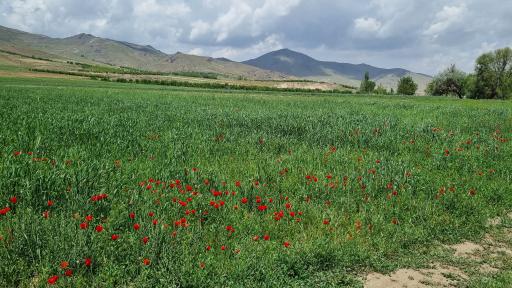 عکس کمری