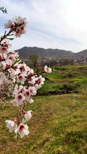 عکس کمری