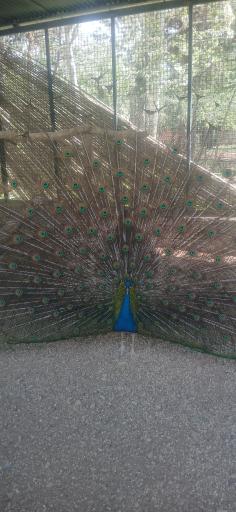 عکس مرکز حیات وحش البرز