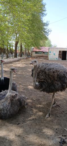 عکس مرکز حیات وحش البرز