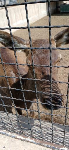 عکس مرکز حیات وحش البرز