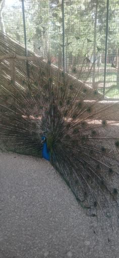 عکس مرکز حیات وحش البرز