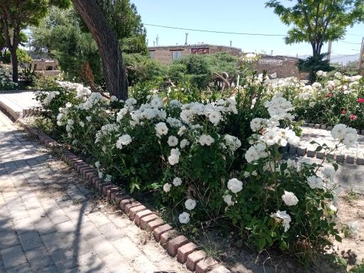 عکس بوستان صدف