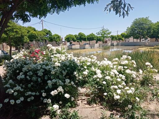 عکس بوستان صدف